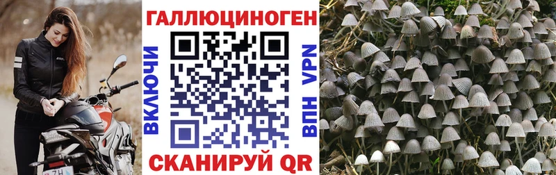 Галлюциногенные грибы Psilocybine cubensis  Межгорье 